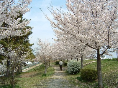 武庫川河川敷緑地桜写真