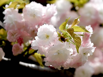 2015年4月9日の桜