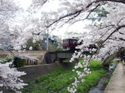 2016年4月4日の桜