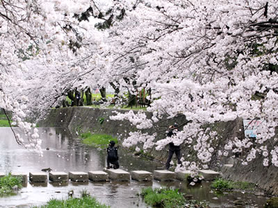 2016年4月4日の桜