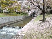 2016年4月8日の桜