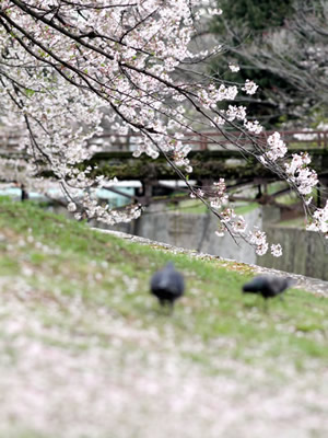2016年4月8日の桜