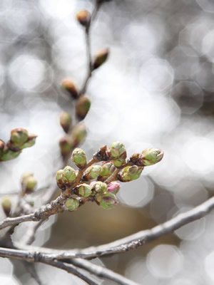 2017年3月24日の桜