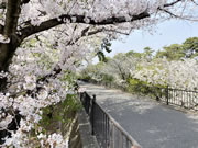 2021年3月29日の桜