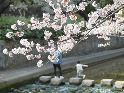 2021年3月29日の桜