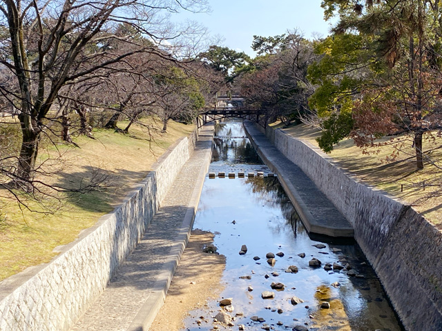 2025年3月18日の桜