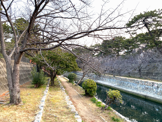 2025年3月21日の桜