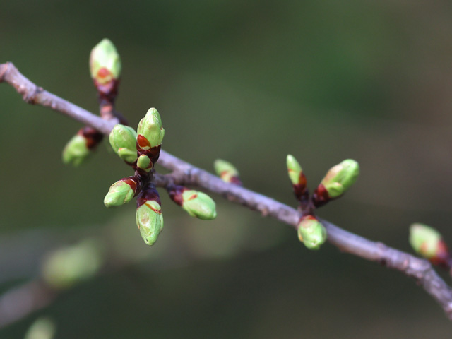 2025年3月21日の桜