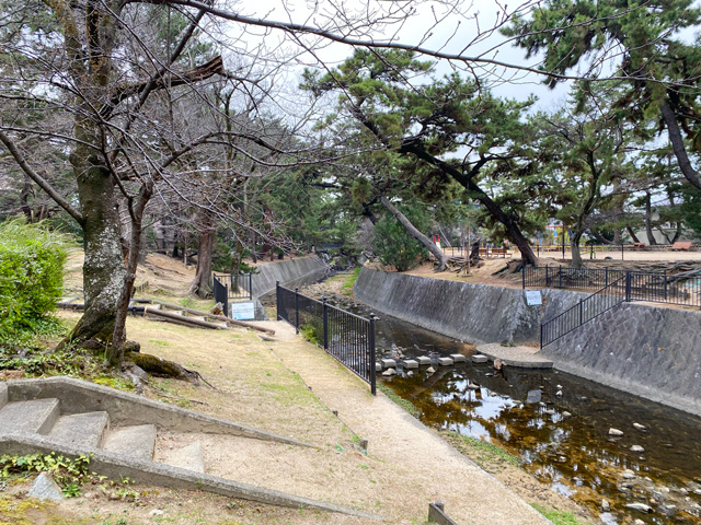 2025年3月24日の桜