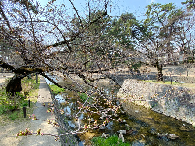2025年3月26日の桜