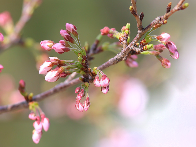 2025年3月26日の桜