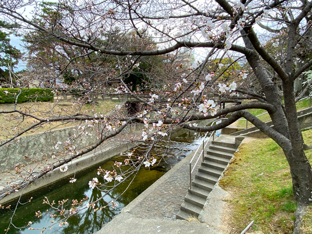 2025年3月27日の桜