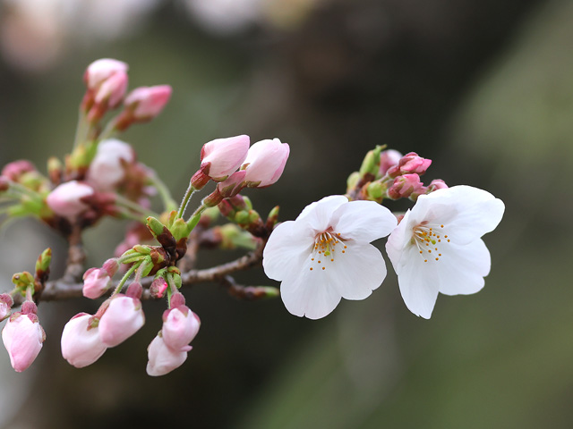 2025年3月27日の桜