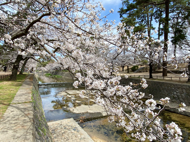2025年3月31日の桜