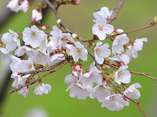 2025年3月31日の桜