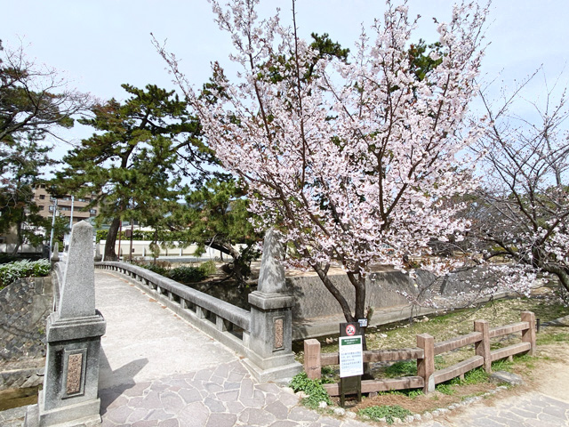 2025年4月1日の桜
