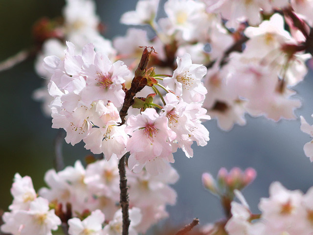 2025年4月1日の桜