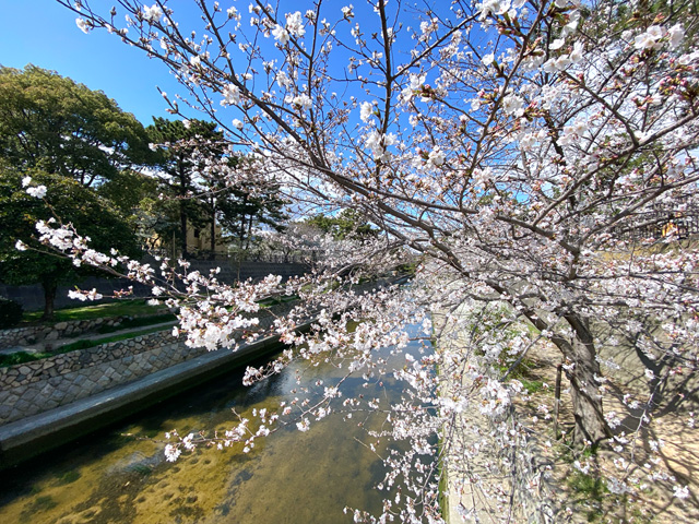 2025年4月3日の桜
