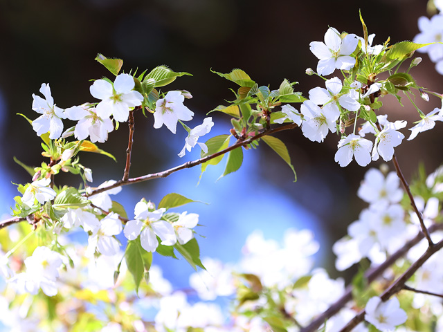 2025年4月3日の桜