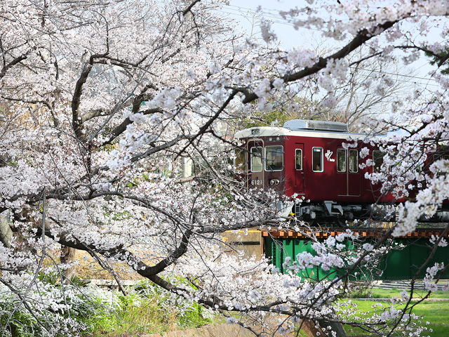 2025年4月5日の桜