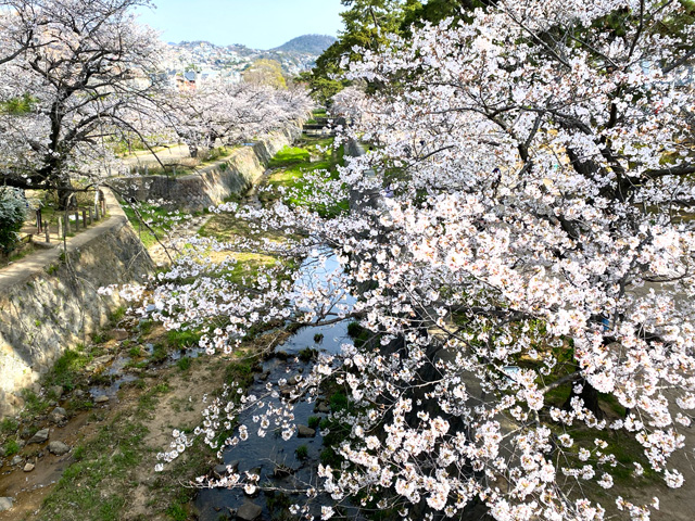 2025年4月5日の桜