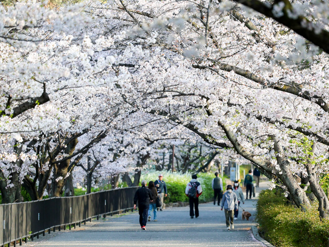 2025年4月7日の桜