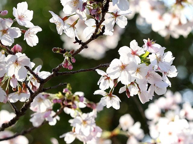 2025年4月7日の桜