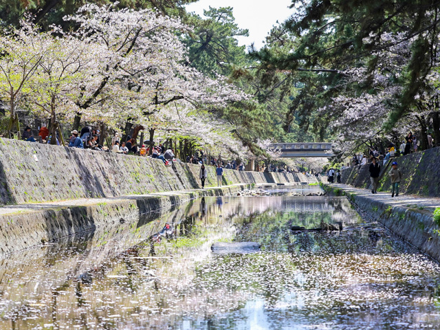 2025年4月9日の桜