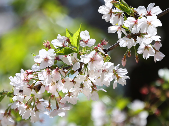 2025年4月9日の桜
