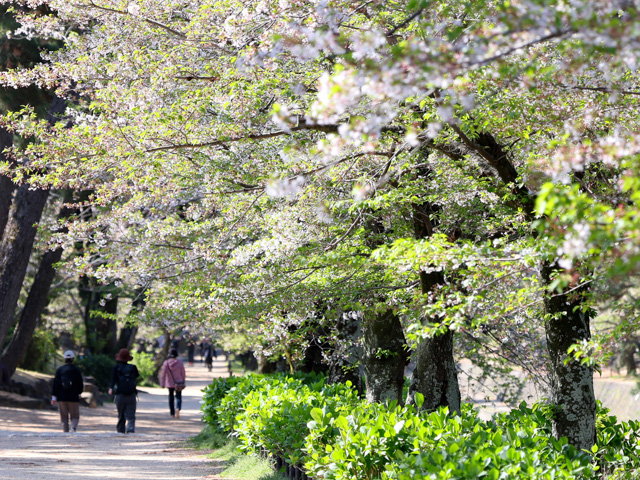 2025年4月12日の桜