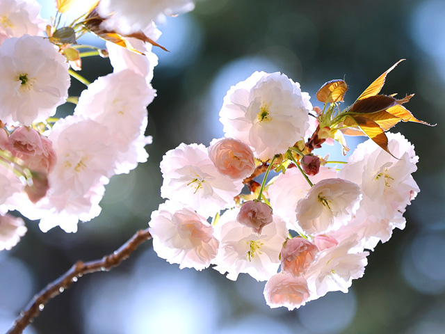 2025年4月12日の桜