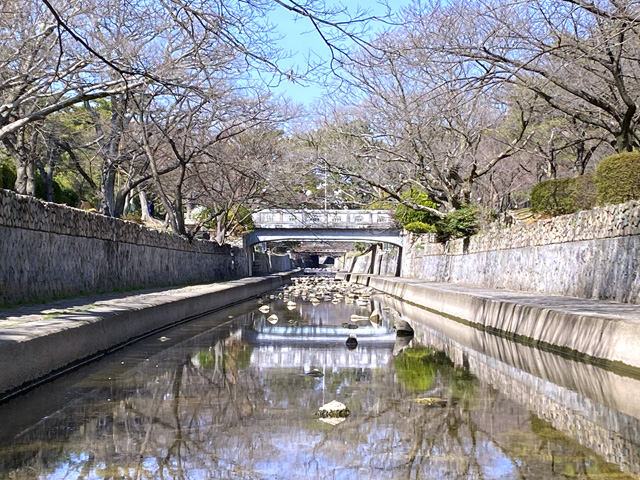 2026年3月17日の桜