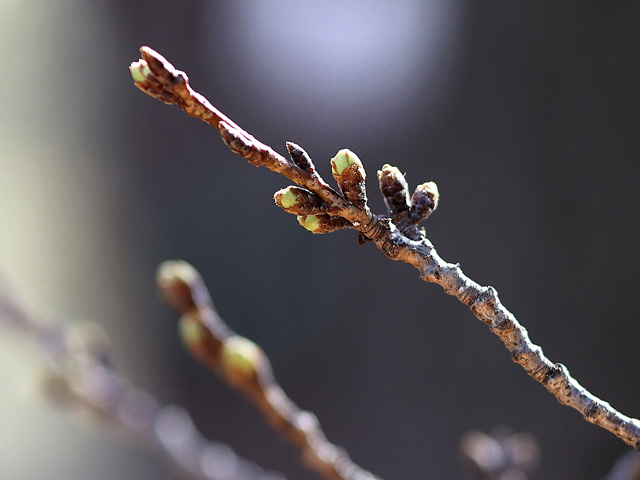 2026年3月17日の桜