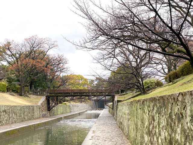 2026年3月19日の桜