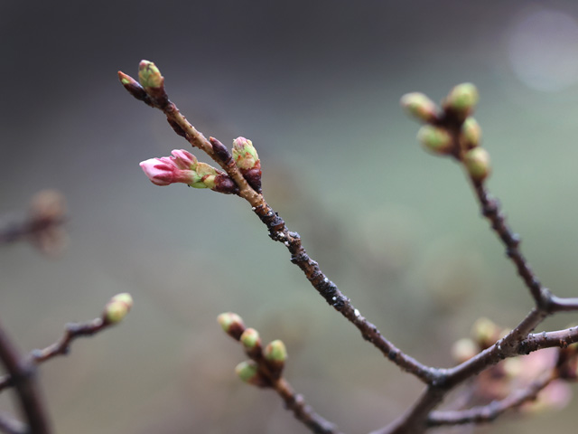 2026年3月19日の桜