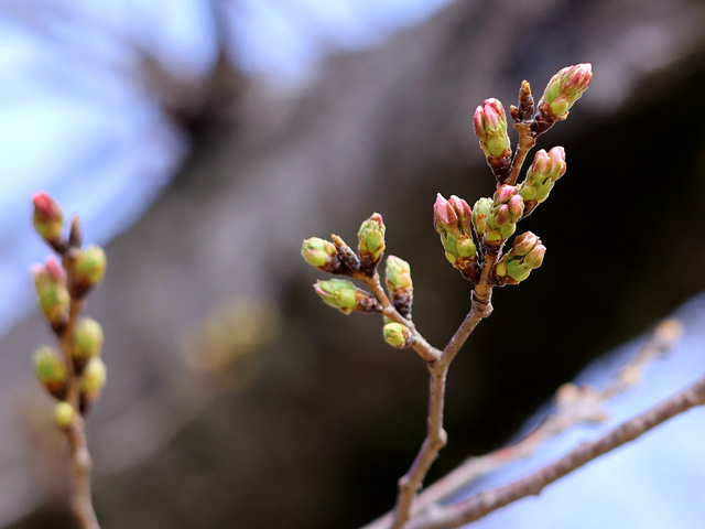 2026年3月23日の桜