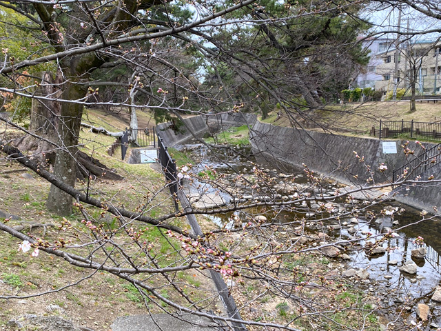 2026年3月25日の桜