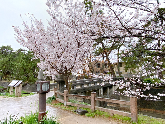2026年4月1日の桜