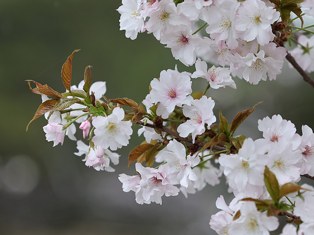 2026年4月1日の桜