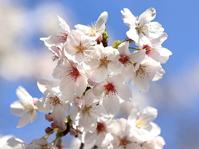 2026年4月3日の桜