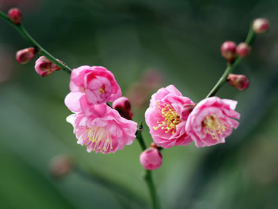 2014年2月13日の梅
