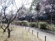 2017年2月15日の梅