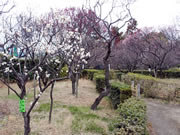 2019年2月15日の梅