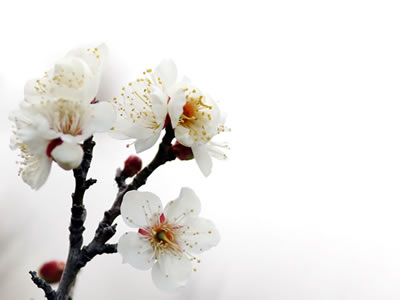 2019年2月15日の梅