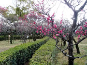 2019年3月4日の梅