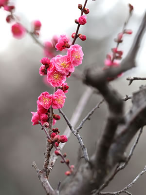 2019年3月4日の梅