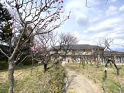 2021年3月4日の梅