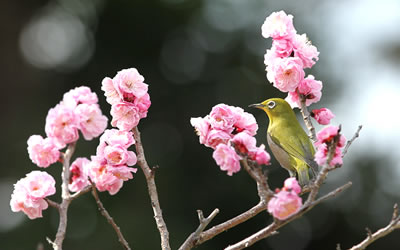 2021年3月4日の梅