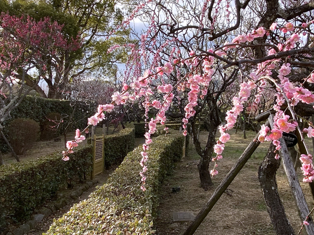 2024年2月17日の梅