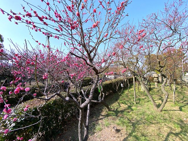 2025年2月27日の梅